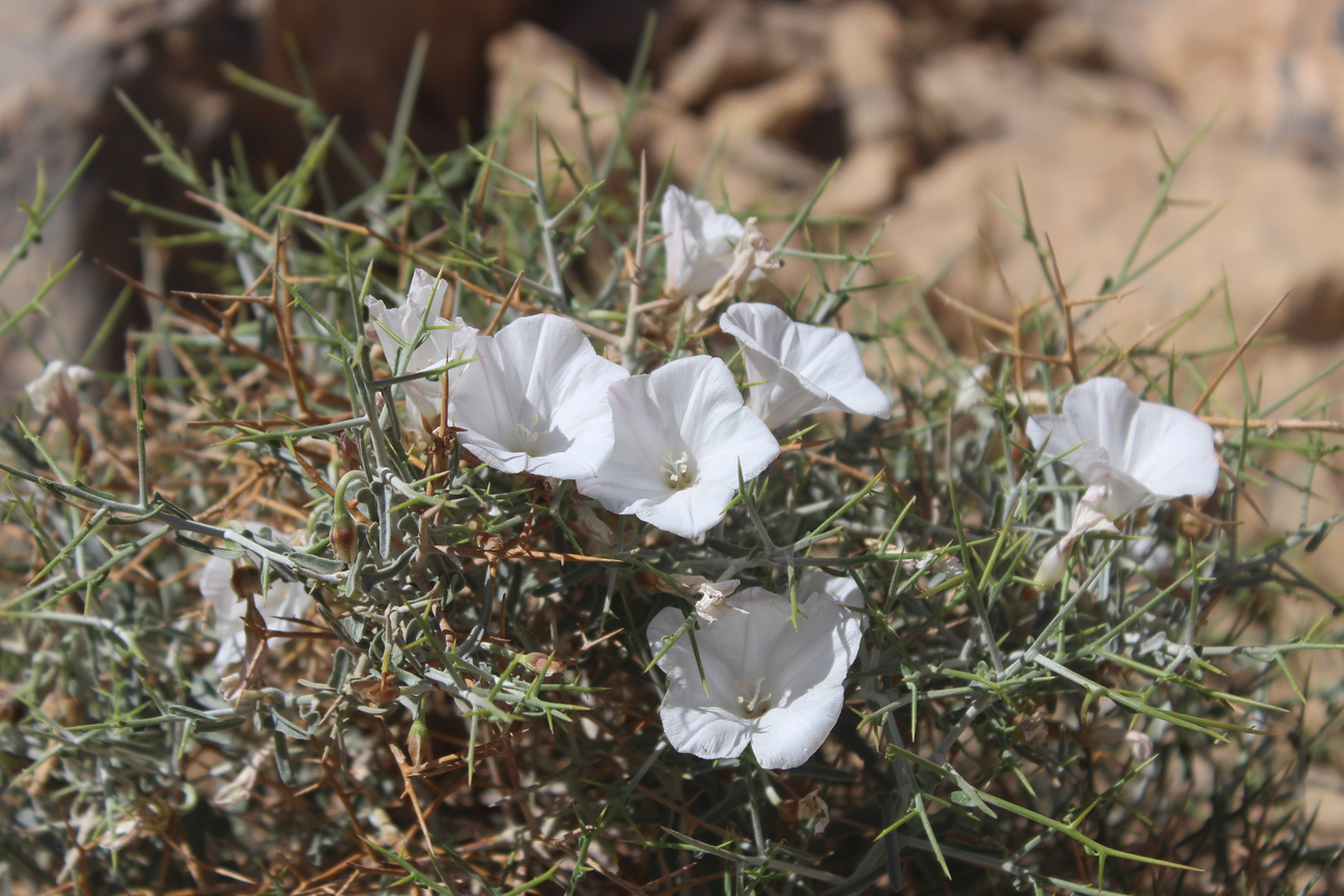 Plant Image